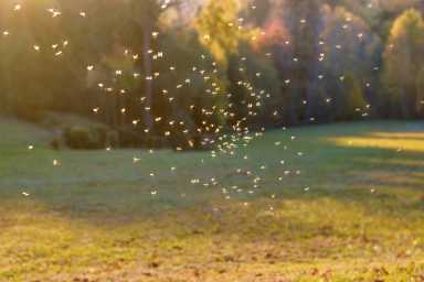 west nile virus
